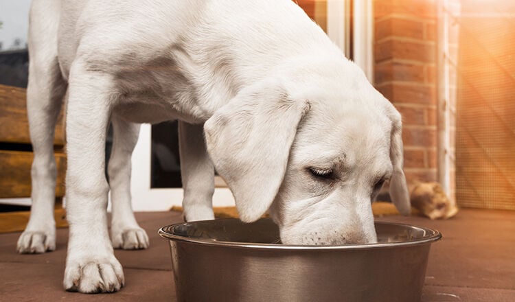 young cute white hungry labrador retriever dog puppy eats some meat food out of bowl
